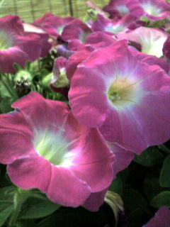 20060620_162107.jpg